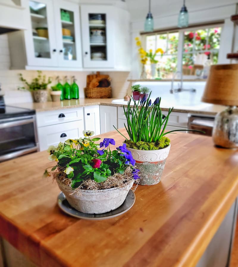pansies and spring bulbs on kitchen island