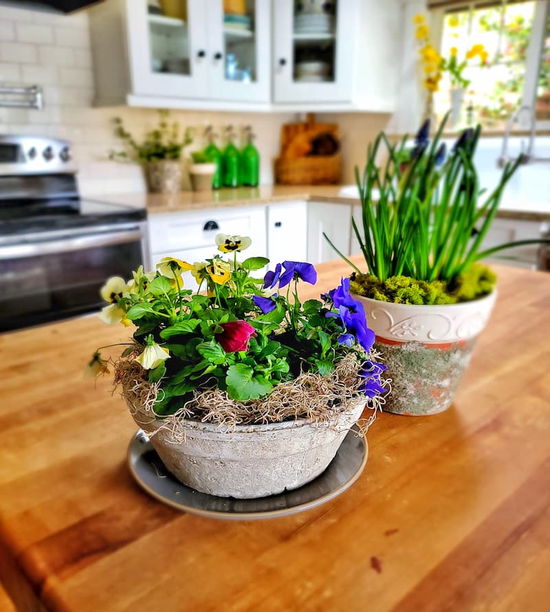 potted flowering plants on kitchen island