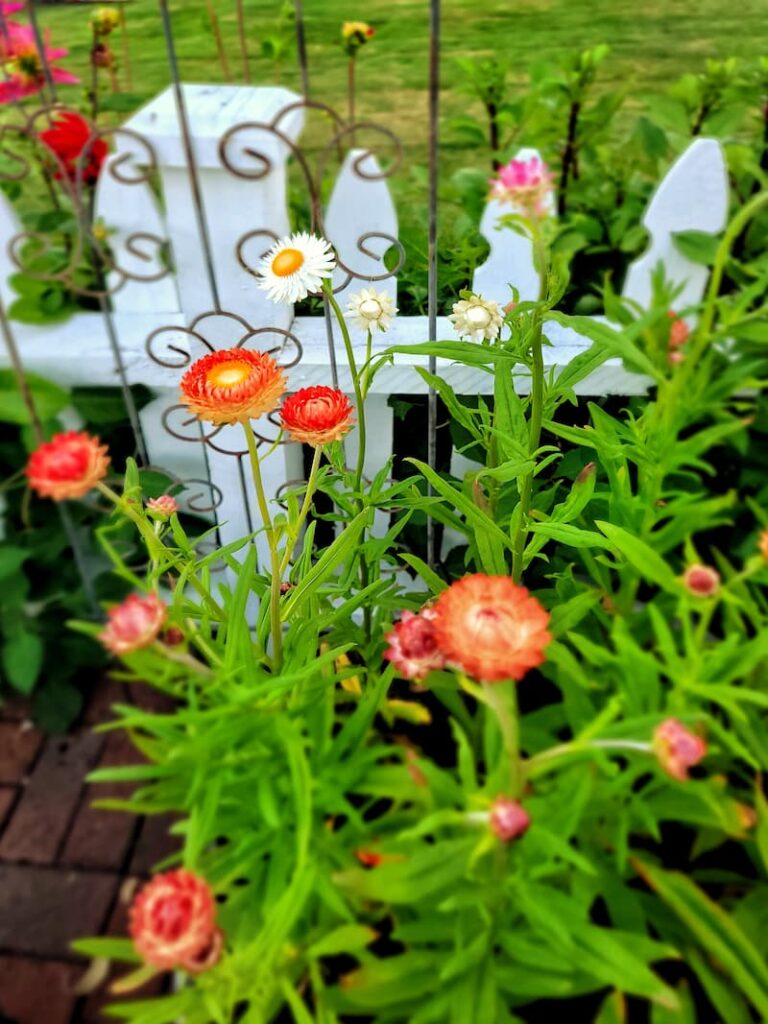Apricot strawflowers along white picket fence