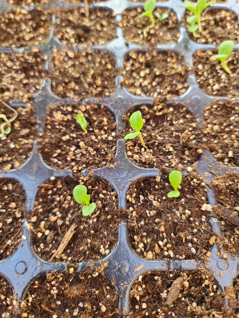 How to Grow Strawflowers For Your Cut Flower Garden From Seed Indoors ...