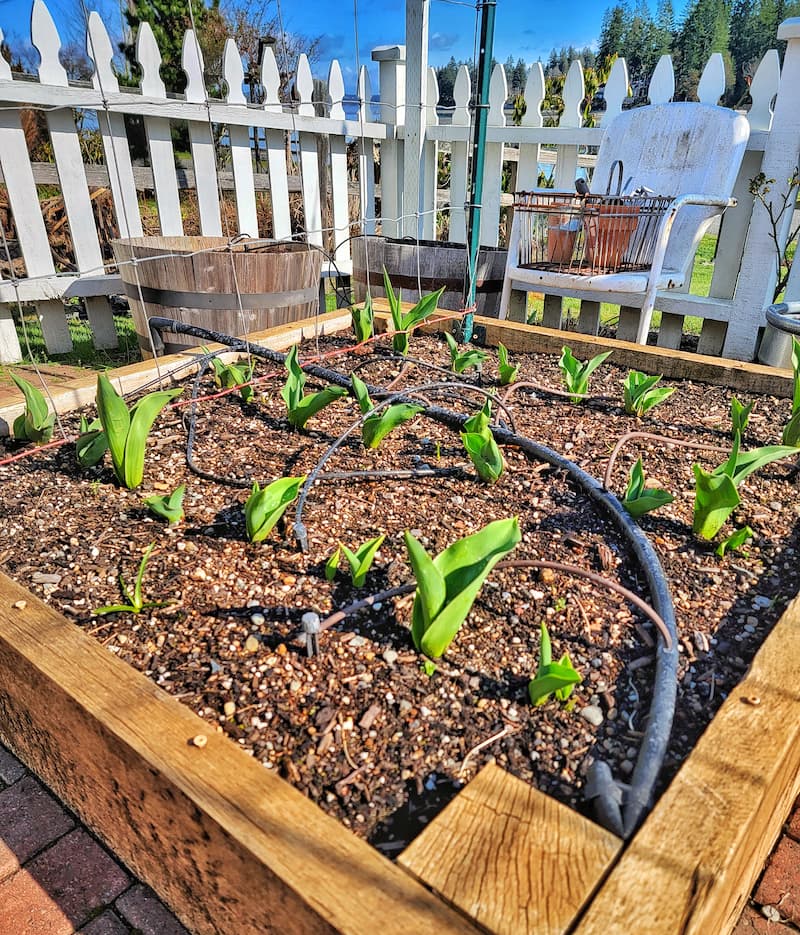 tulips in raised bed