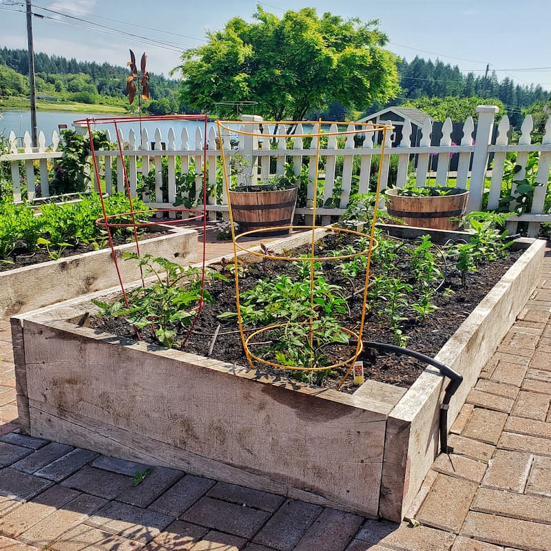 tomato plants in raised beds