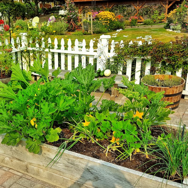 The Benefits of Mulching Your Garden Beds: zucchini starts in raised beds