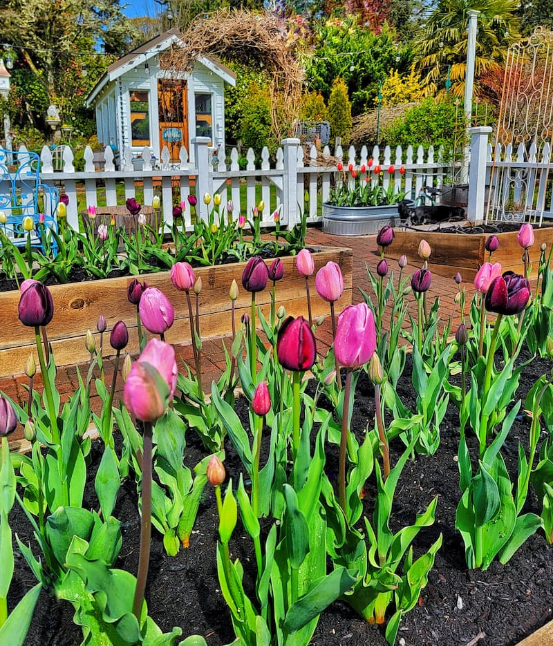Breck's Bulbs tulips in cut flower garden