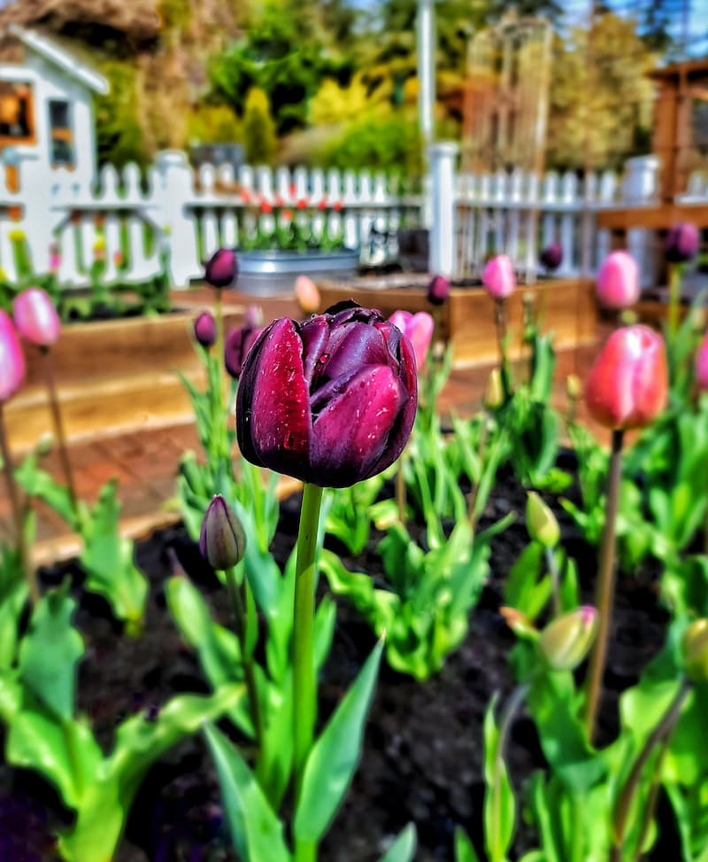 purple tulip in the garden