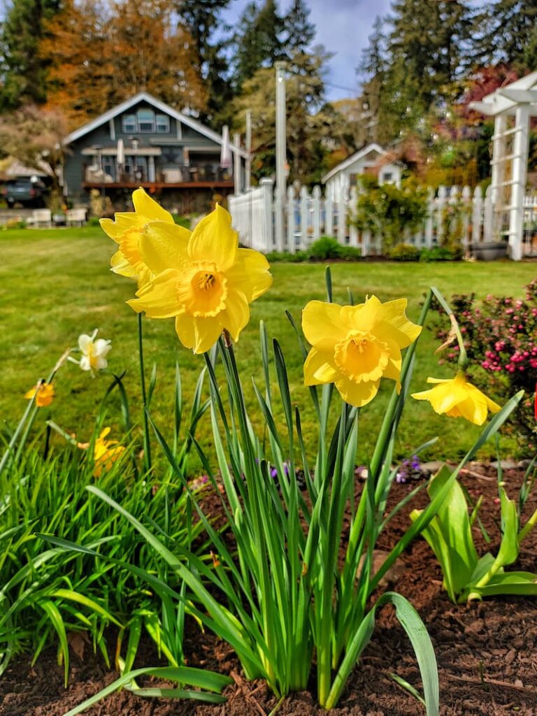 yellow daffodils in the June garden