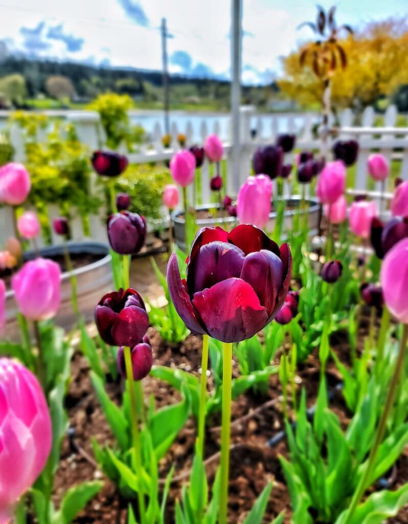 pink and wine colored tulips in the garden