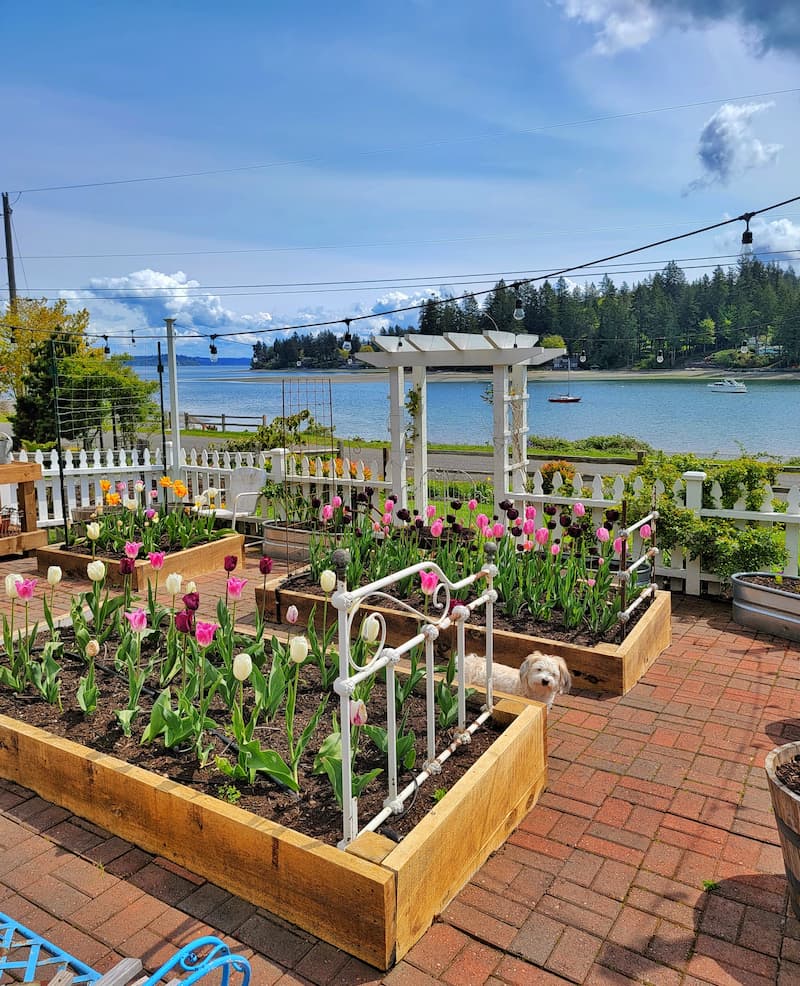 spring tulips in raised beds overlooking Puget Sound