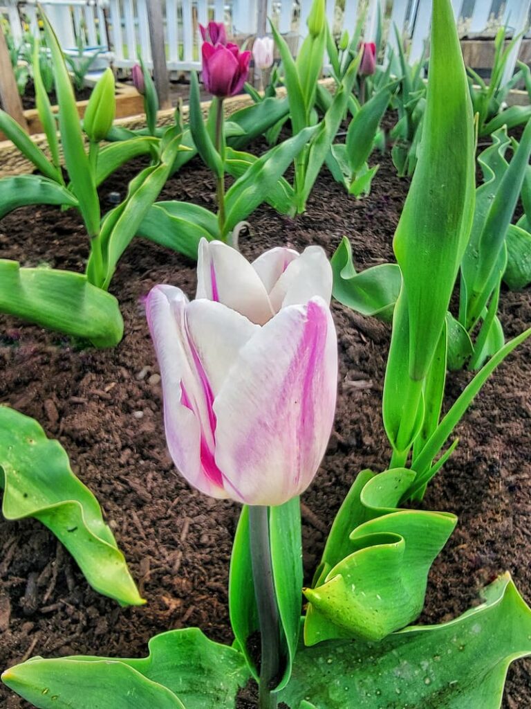 white and pink tulip