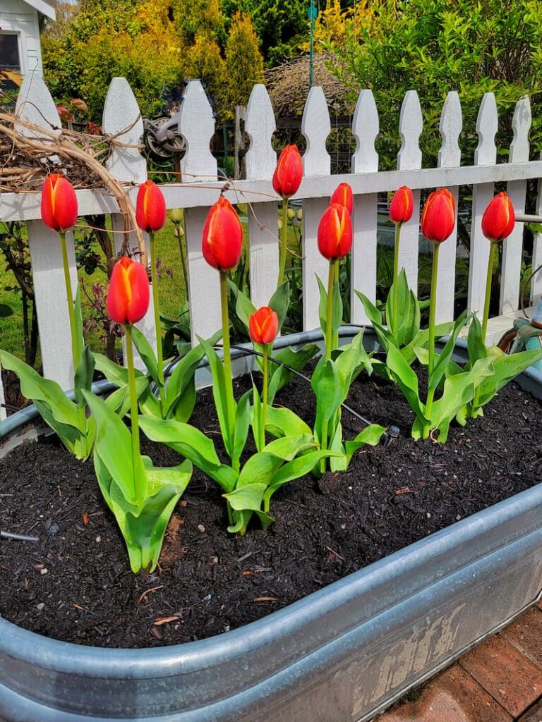 orange tulips in garden
