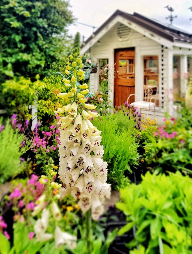cream foxglove in front of greenhouse-questions and answers 