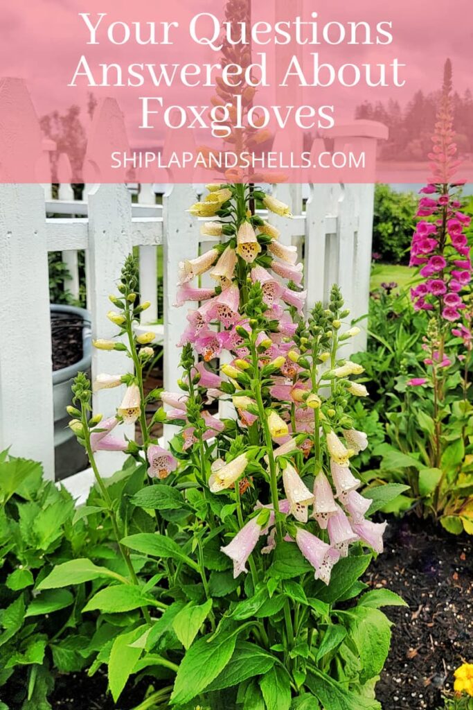 Your questions answered about foxgloves