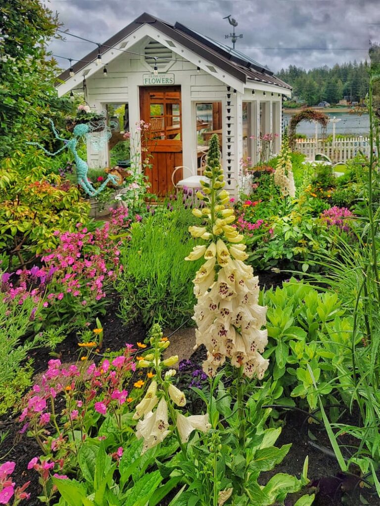 foxgloves and greenhouse
