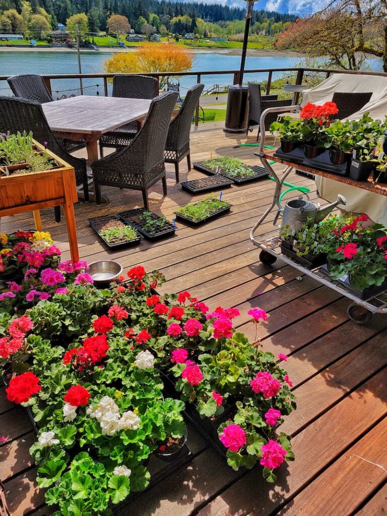 geraniums and seedlings hardening off on deck
