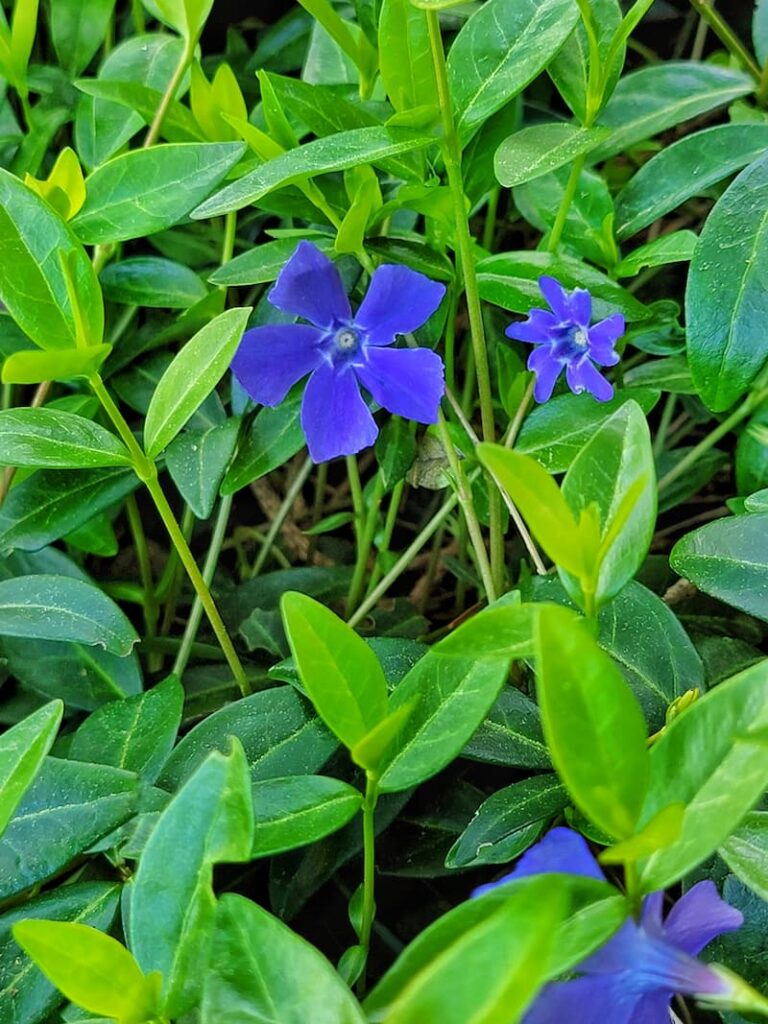 This image has an empty alt attribute; its file name is periwinkle-in-bloom-SQ-768x1024.jpg