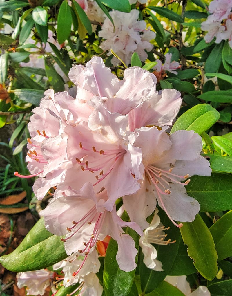 light pink rhododendrons