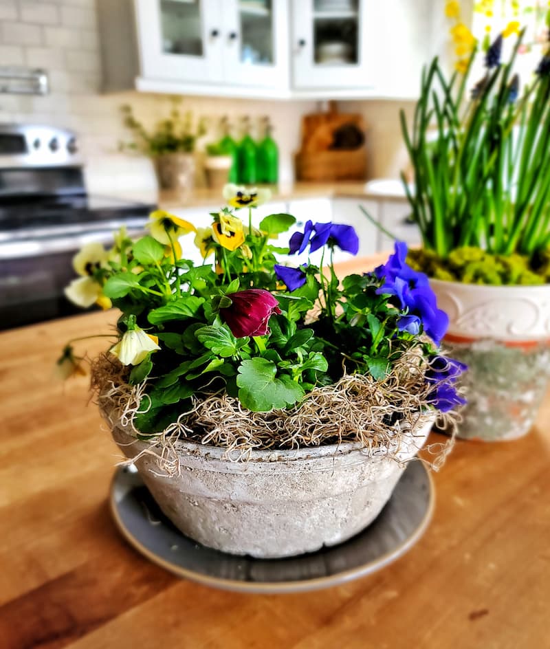 pansies in terra cotta pot with moss