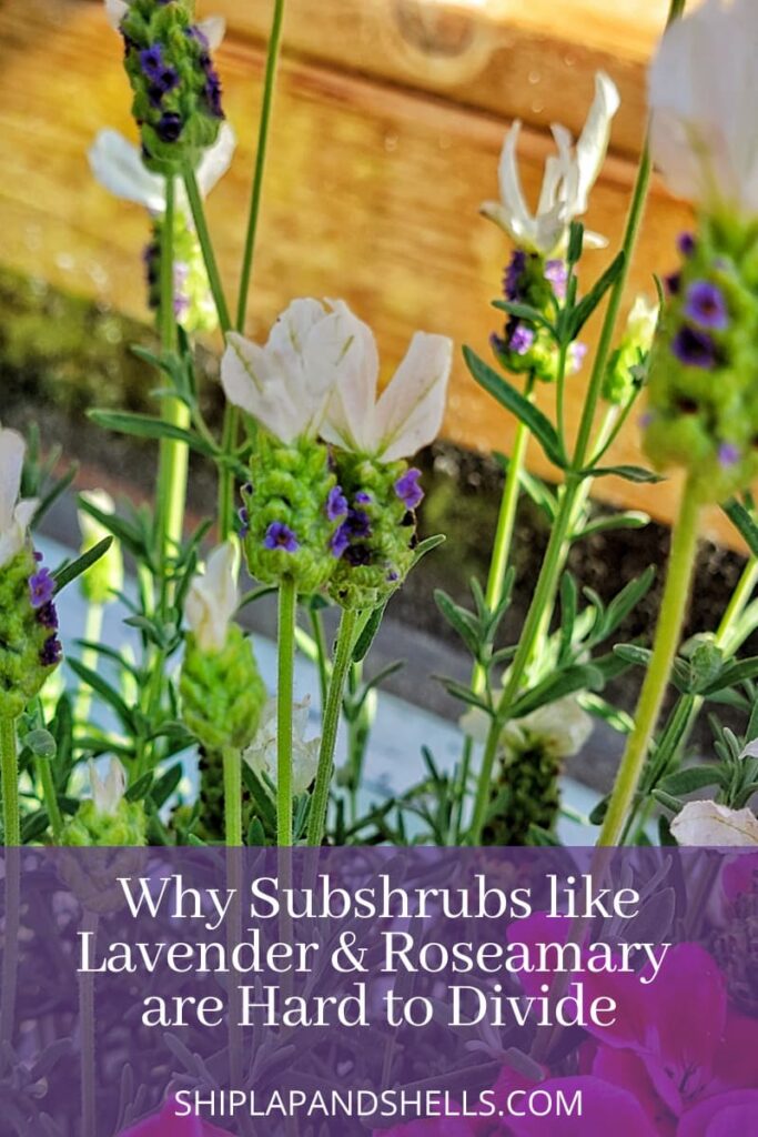 why subshrubs like lavender and rosemary are hard to divide