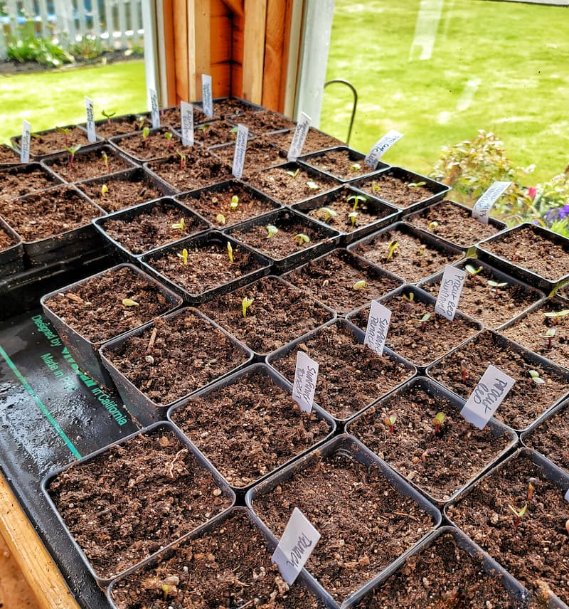 seed starting supplies: labels or plant tags