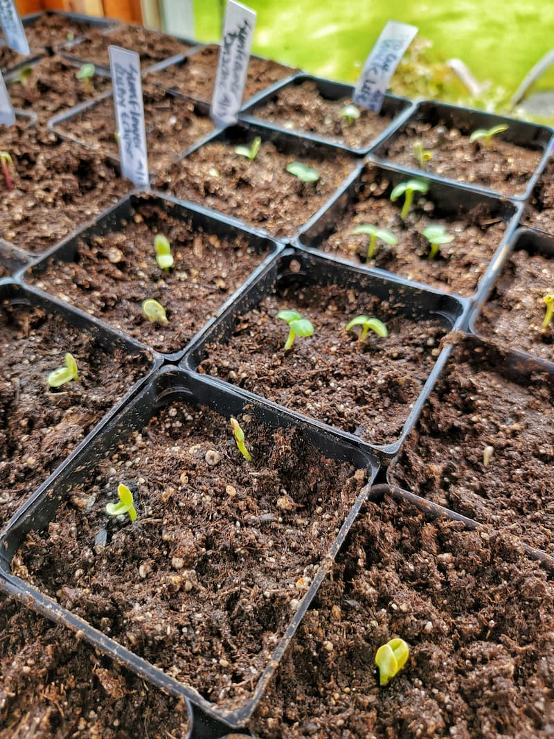 Growing Sunflowers from Seed: A Complete Guide - Shiplap and Shells