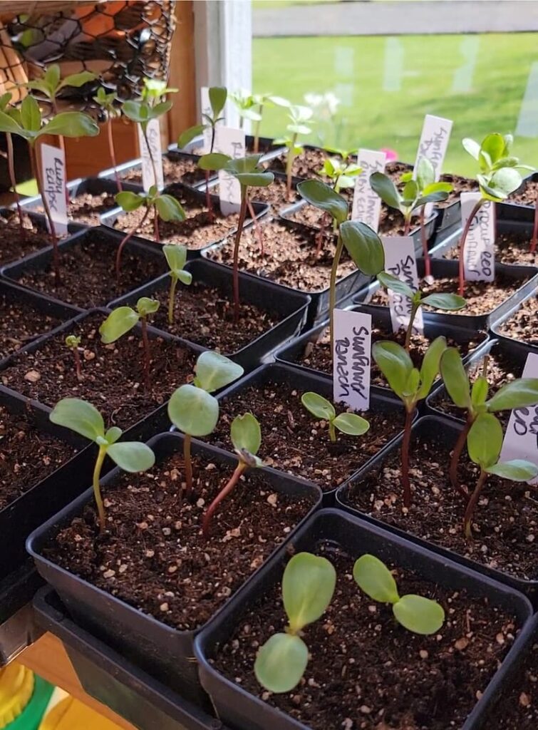 Planning Your Garden from Last Year: sunflower seedlings growing in the greenhouse
