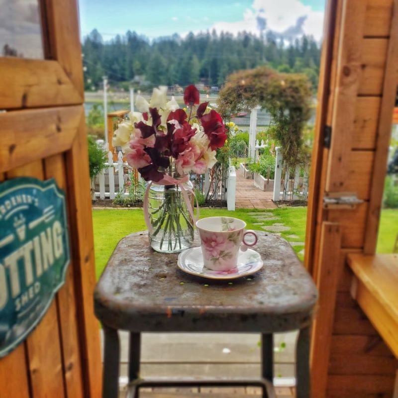teacup and sweet peas on stool in greenhouse