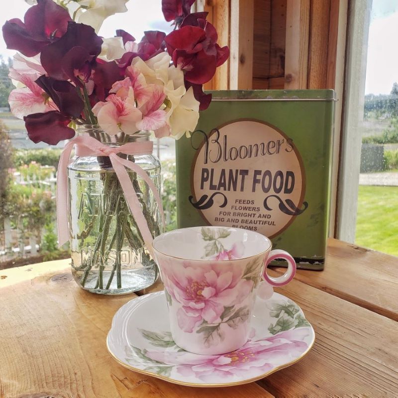 sweet peas and teacup in greenhouse