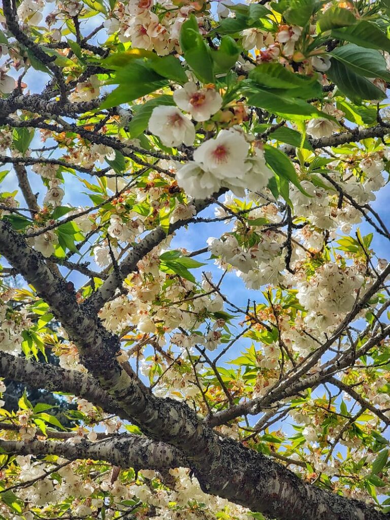 cherry tree spring blossoms