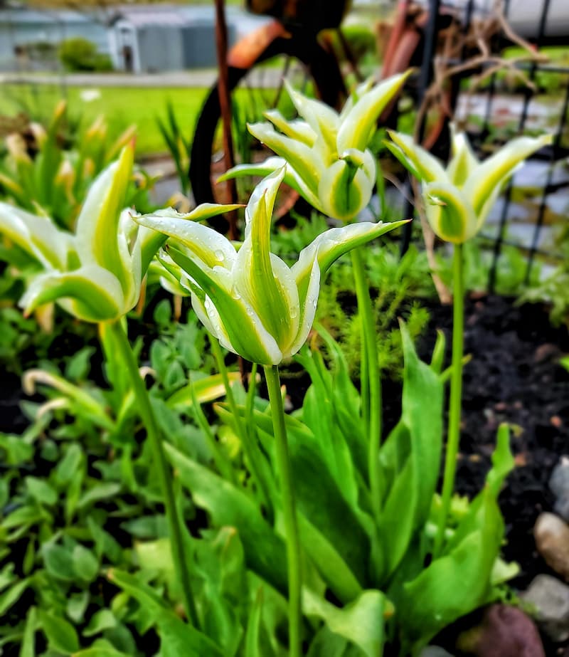 cut back spring bulb foliage: green star tulips in the spring garden