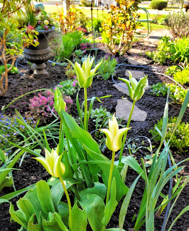 early spring cottage garden 