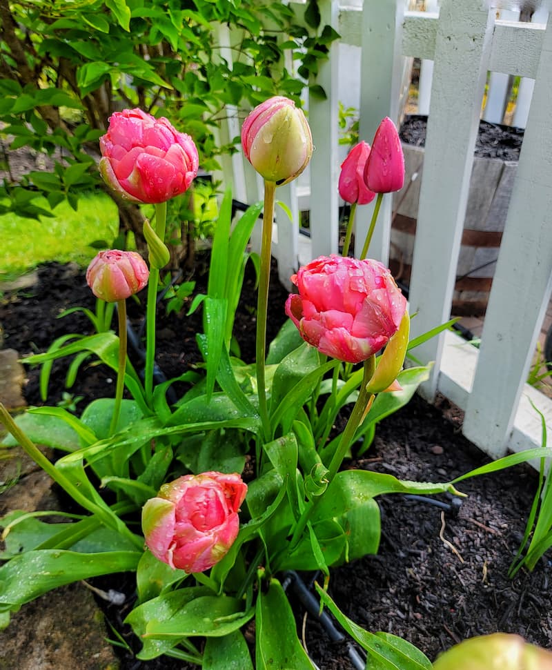 tulip renown unique