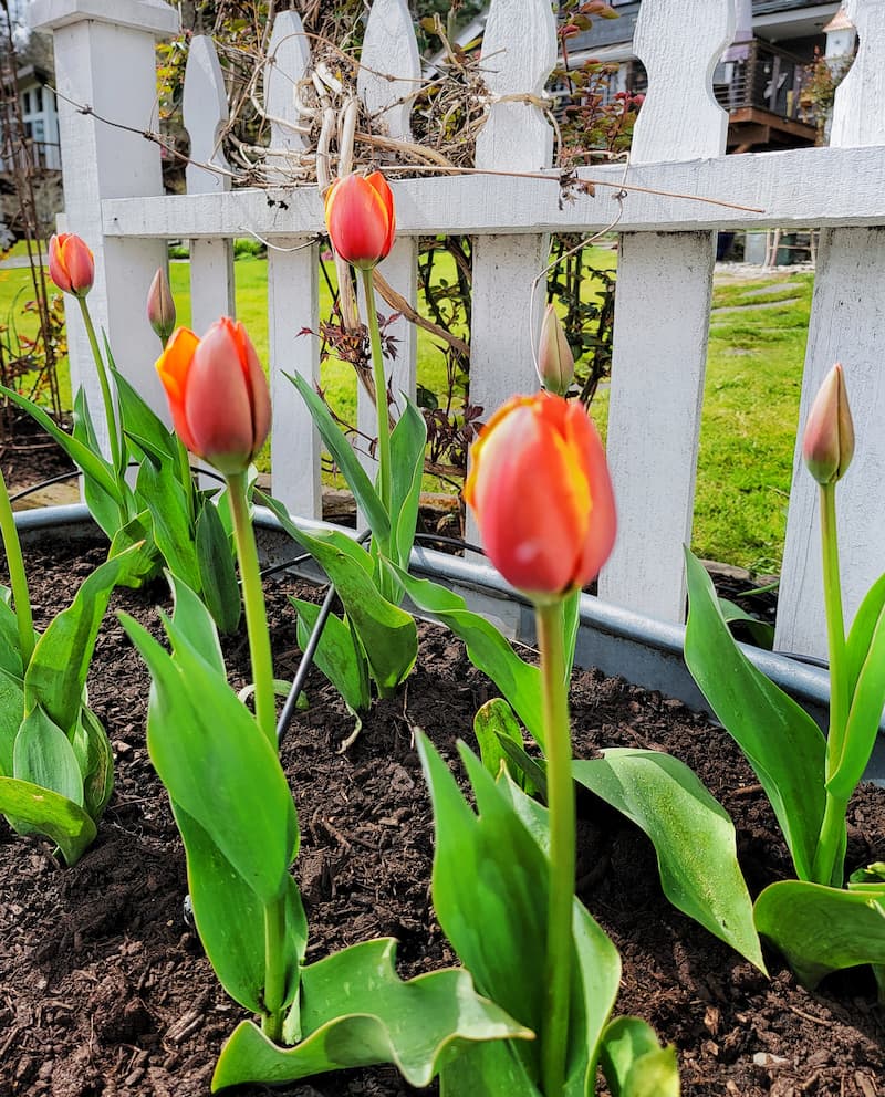 orange with yellow spring tulips