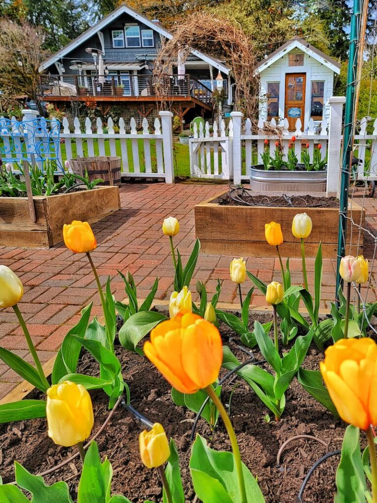 yellow tulips and greenhouse