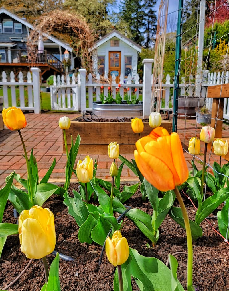 May gardening to-dos:  yellow tulips and greenhouse