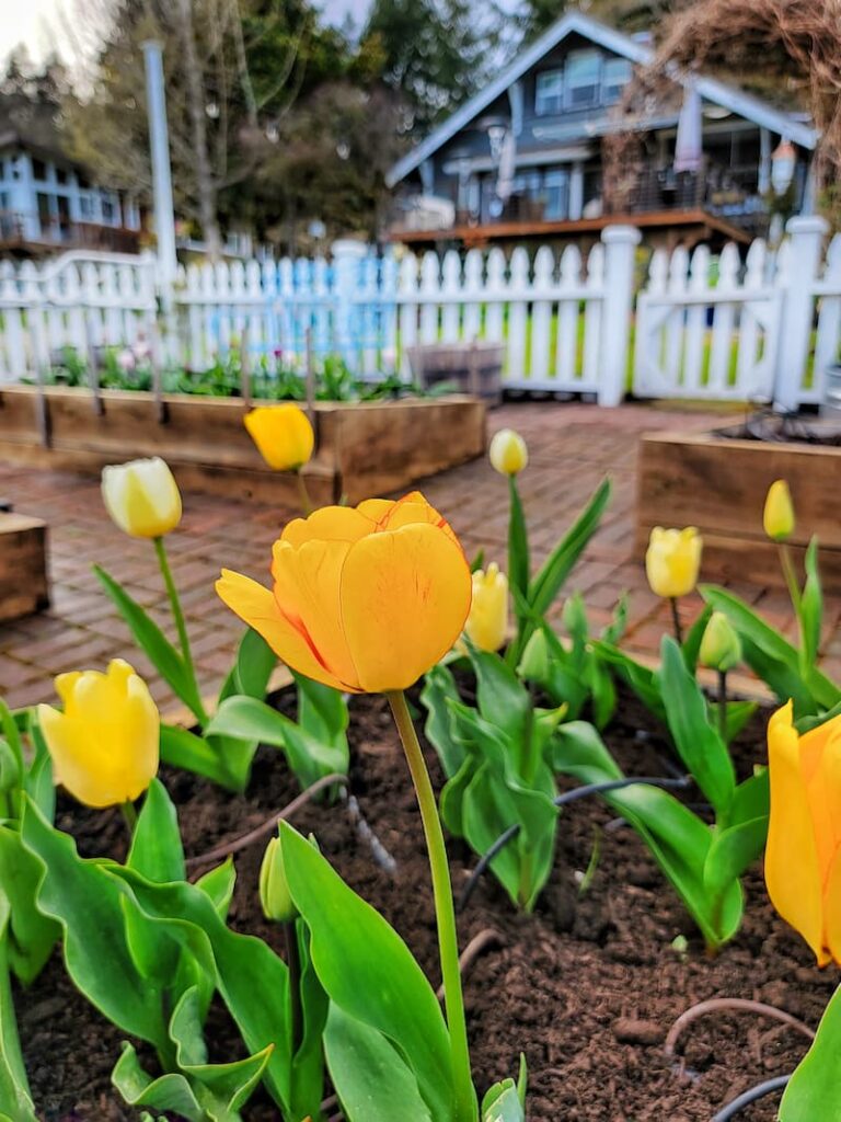 yellow tulips in cut flower garden