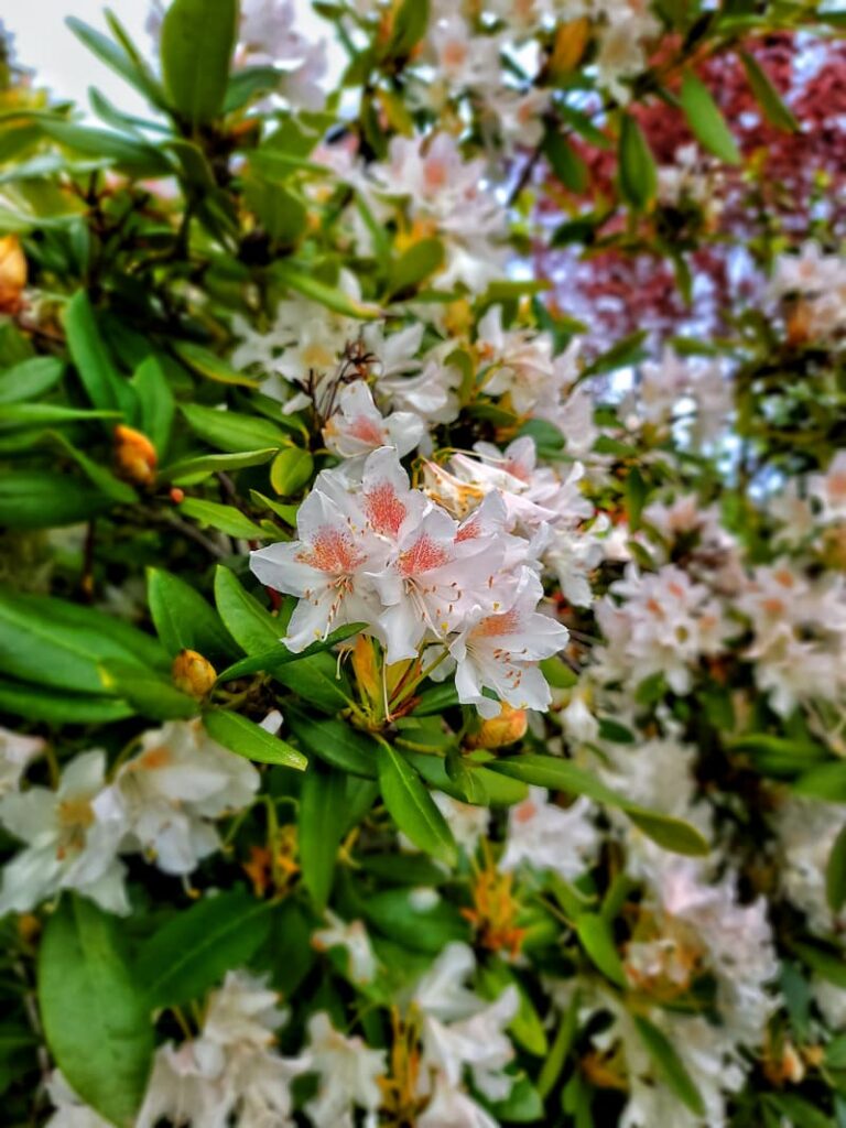 rhododendron blooms