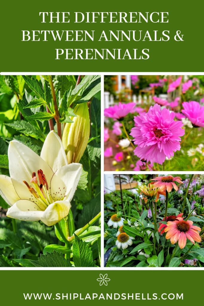 the difference between annuals and perennials