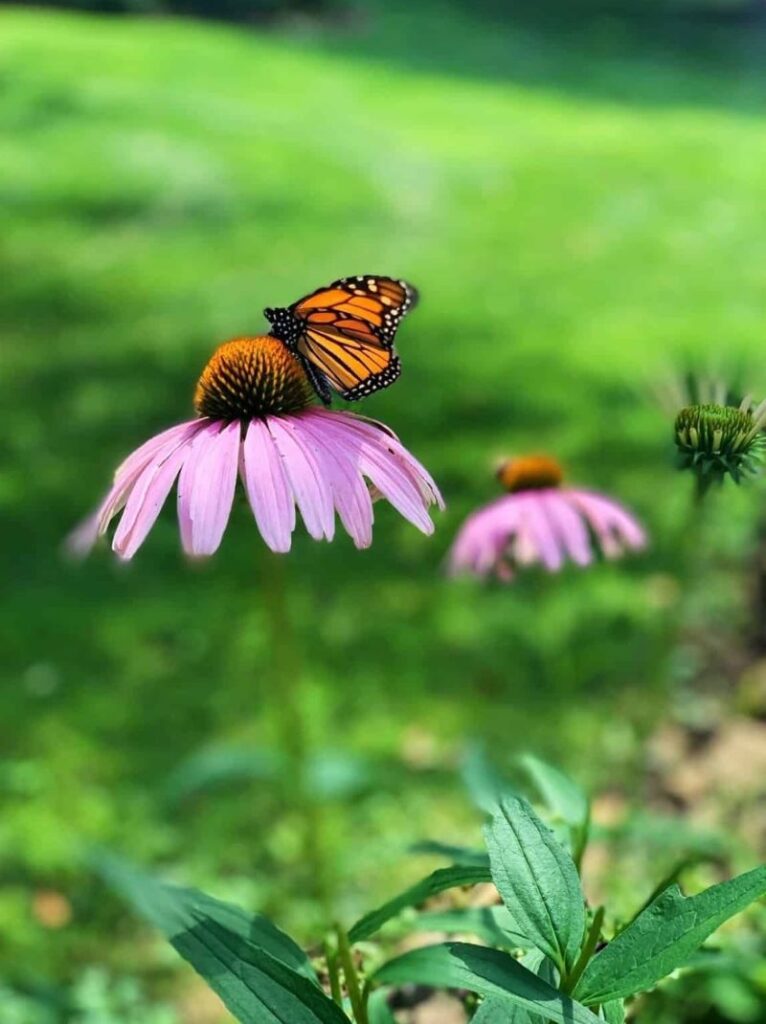 coneflowers and butterfly pollinating