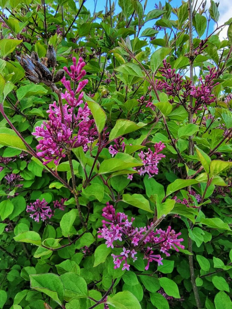 lilac flowers in tree