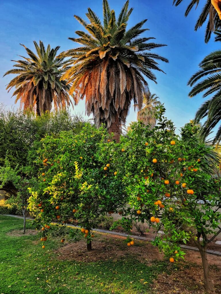 orange trees in the orchard
