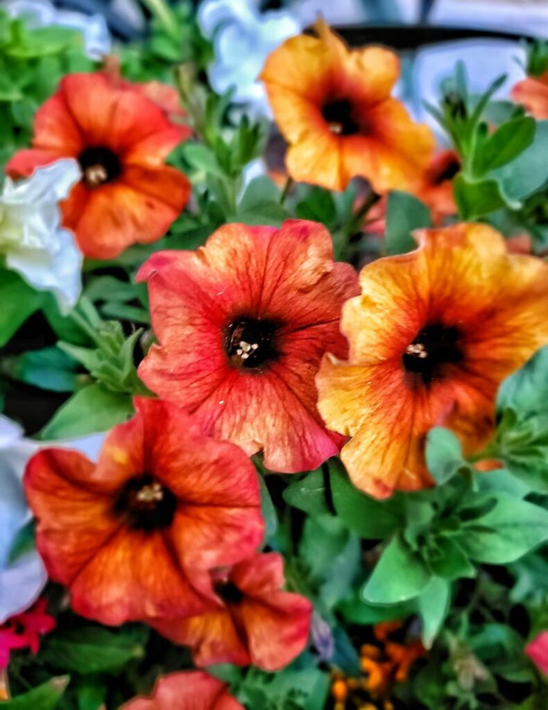 orange shades of petunias