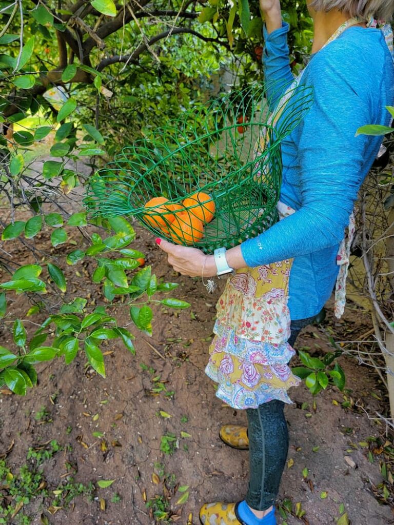 picking oranges from the tree