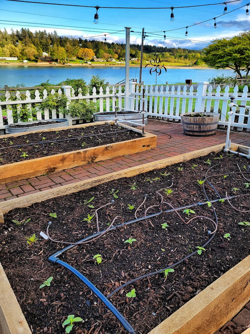 Mid Spring Pnw Cottage And Cut Flower Garden Tour For May Shiplap And