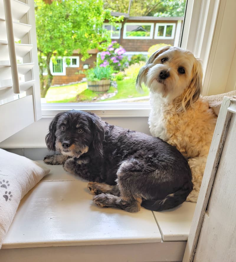 dogs on the window seat