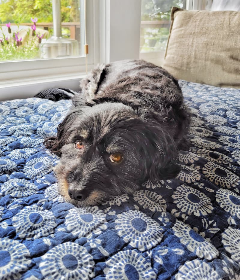 dog laying on navy and white quilt