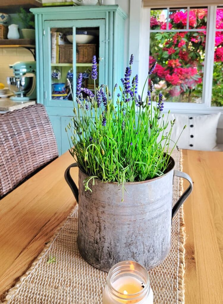 lavender in a vintage galvanized bucket