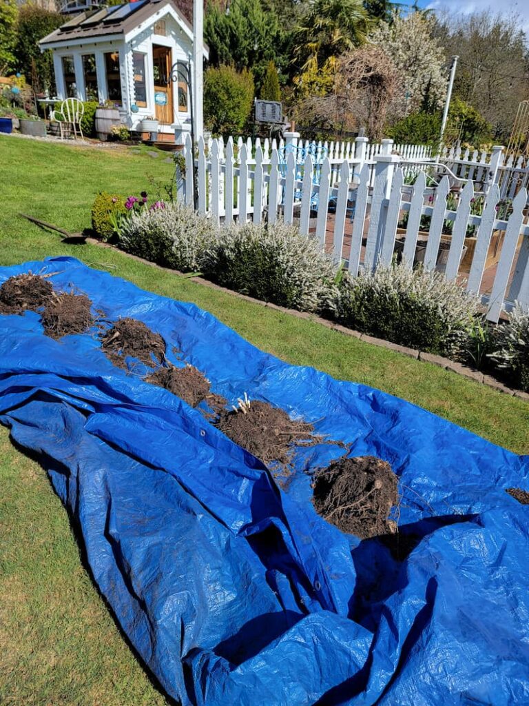 dahlia tubers dug up on blue tarp