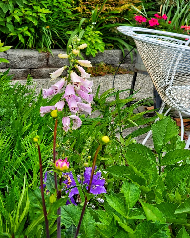 pink foxglove growing in the cottage garden