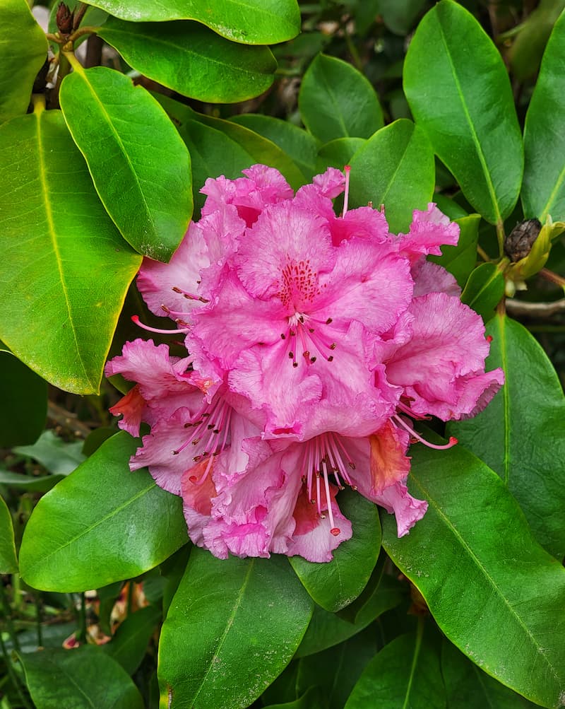 pink rhododendron bloom