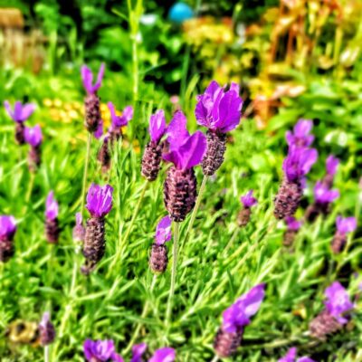 4 Easy Ways to Propagate Lavender Plants – A Step By Step Guide